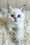 Yogurt | British Shorthair Kitten