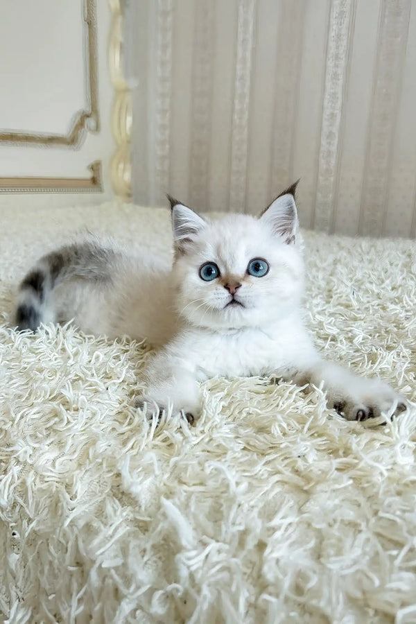 Yogurt | british shorthair kitten