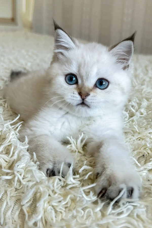 Yogurt | british shorthair kitten