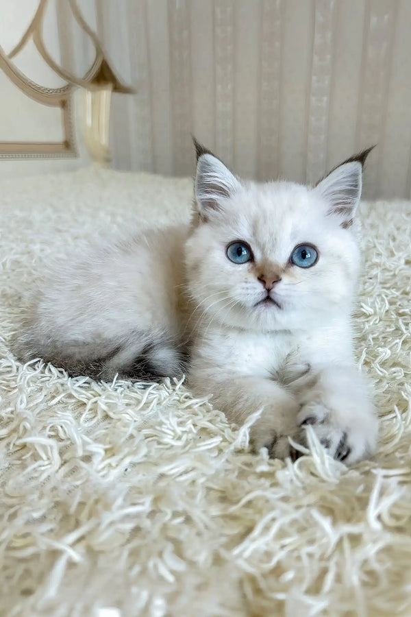 Yogurt | british shorthair kitten