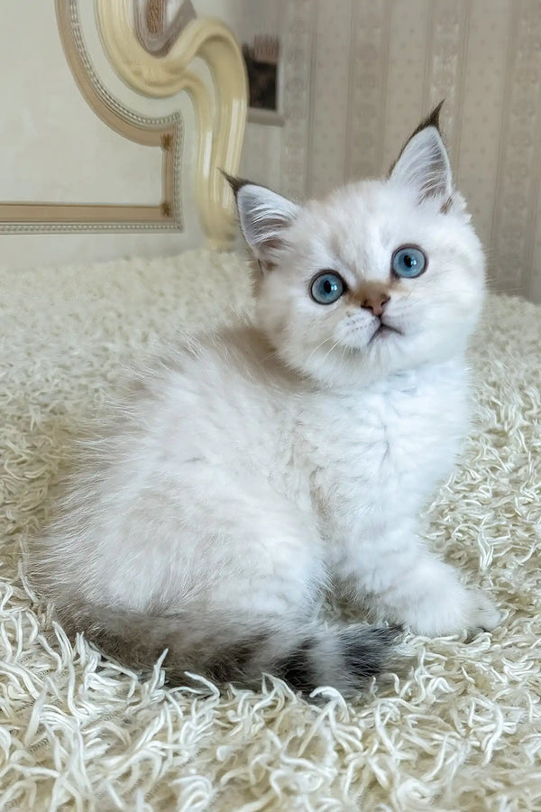 Yogurt | british shorthair kitten