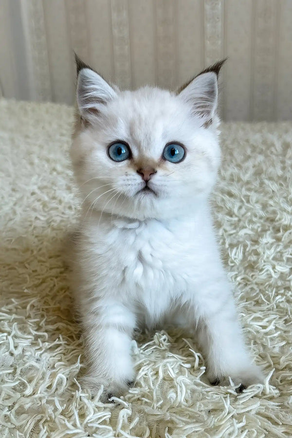 Yogurt | british shorthair kitten