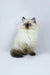 Fluffy Ragdoll cat with bright blue eyes featured in Yogurt Ragdoll Kitten product