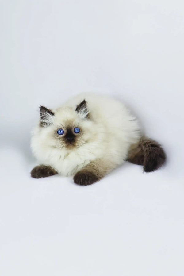 Fluffy light-colored Ragdoll kitten named Yogurt with stunning blue eyes