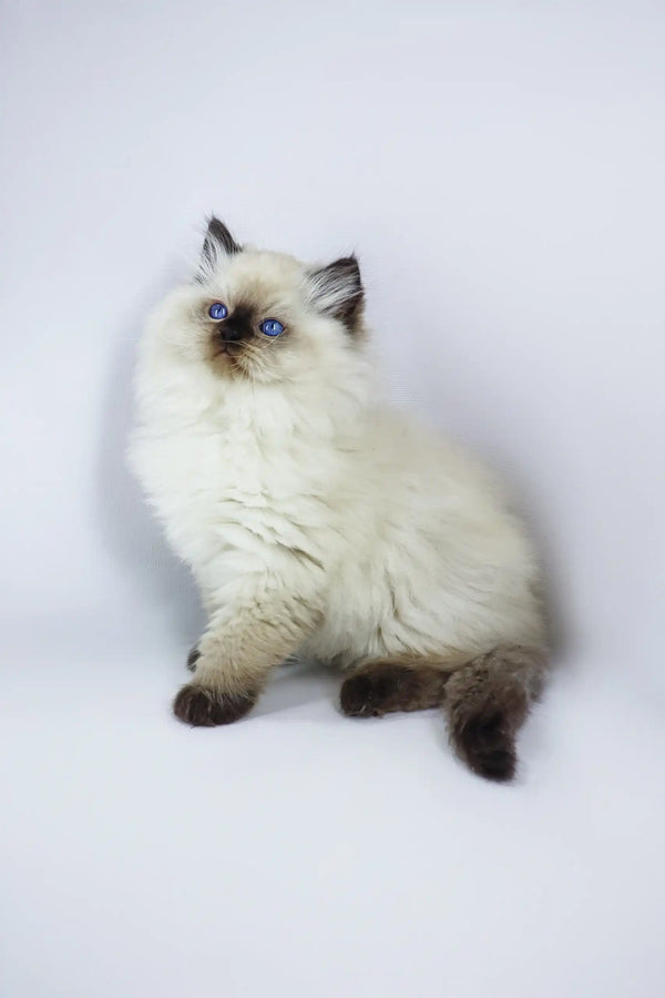 Fluffy Ragdoll kitten named Yogurt with blue eyes and light fur looking adorable