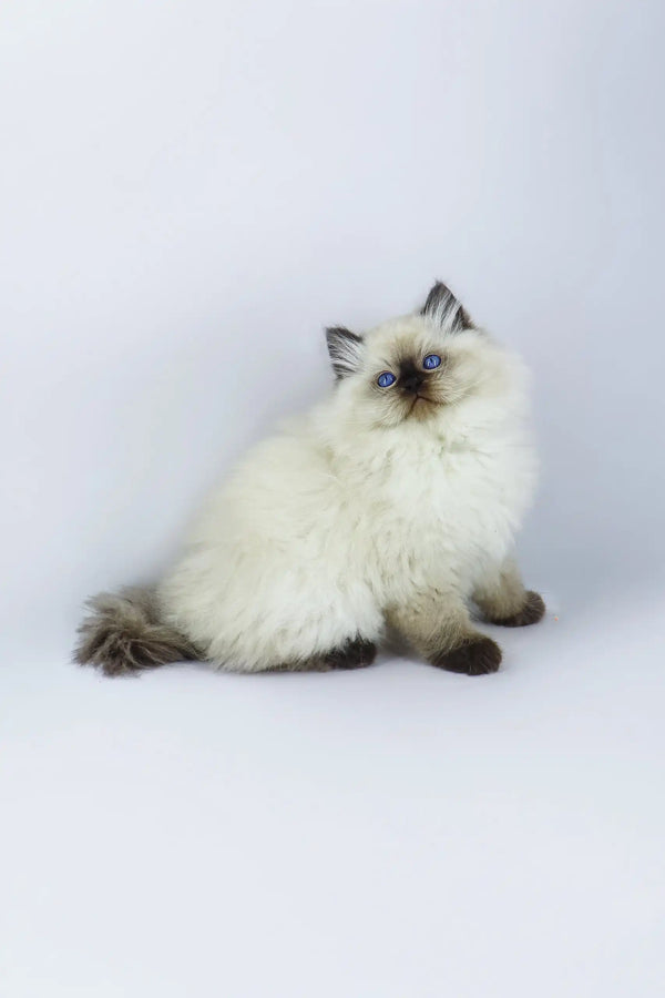 Fluffy white and brown Ragdoll kitten with blue eyes for Yogurt | Ragdoll Kitten