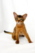 Yogurt | somali kitten