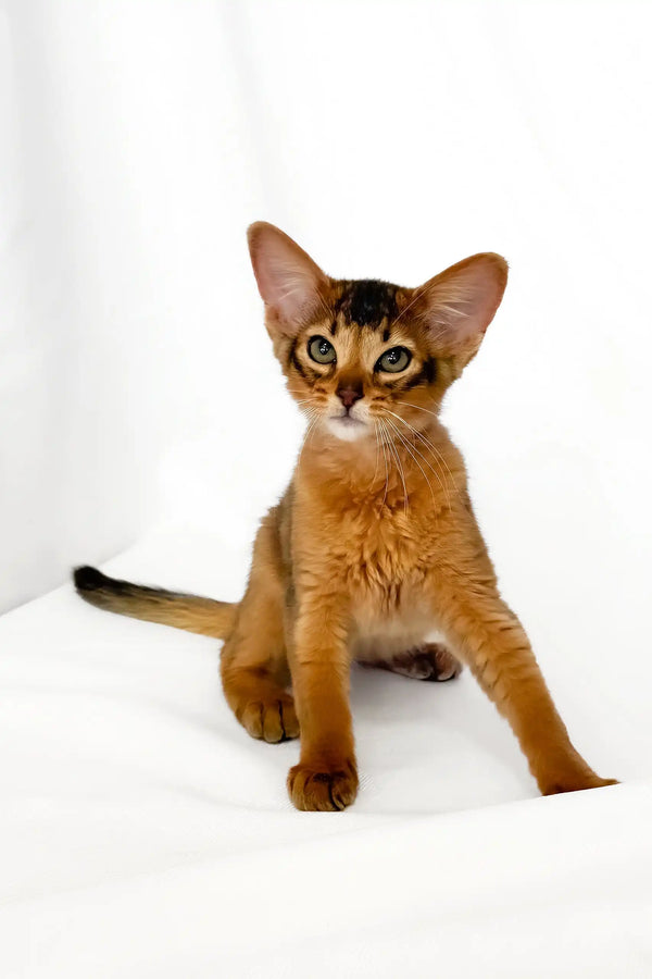Yogurt | somali kitten