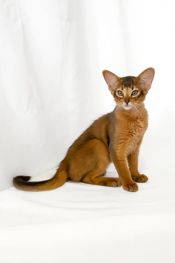 Yogurt | somali kitten