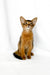 Yogurt | somali kitten