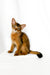 Yogurt | somali kitten