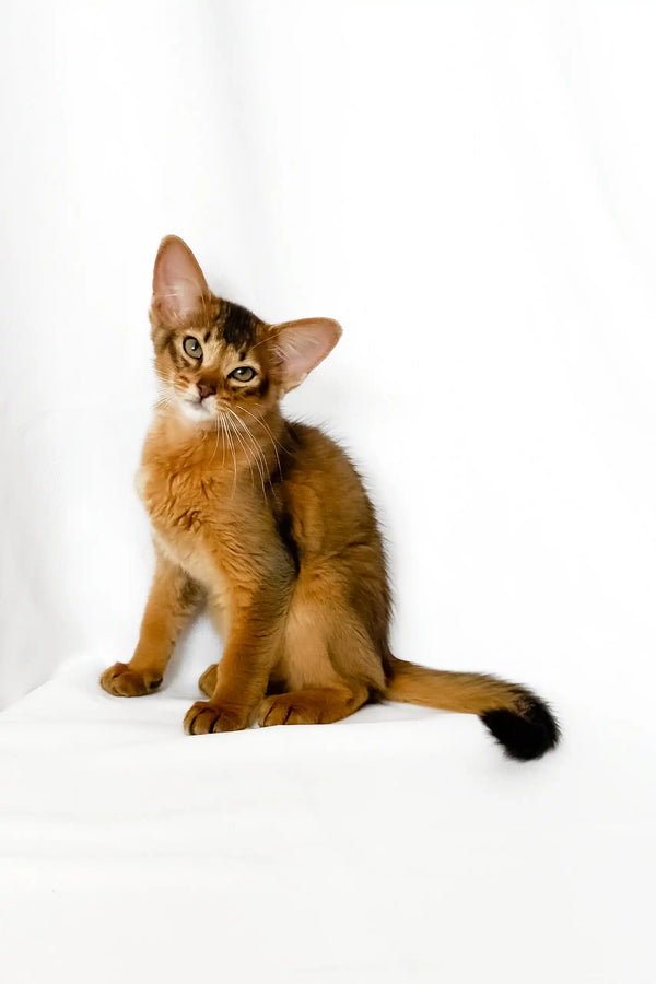 Yogurt | somali kitten