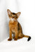 Yogurt | somali kitten