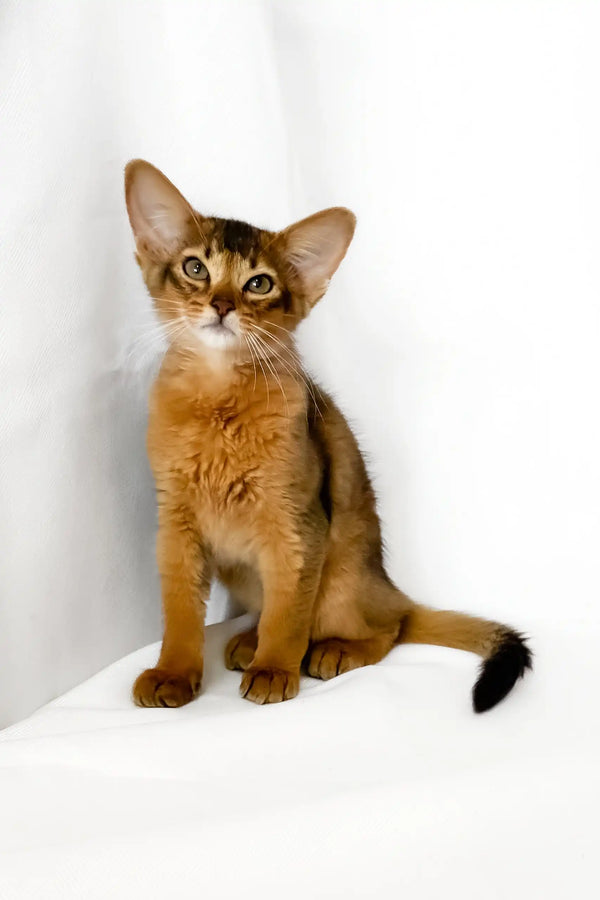 Yogurt | somali kitten