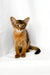 Yogurt | somali kitten