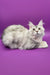 Cute Silver Tabby Maine Coon Kitten named Yoko, perfect for your furry family