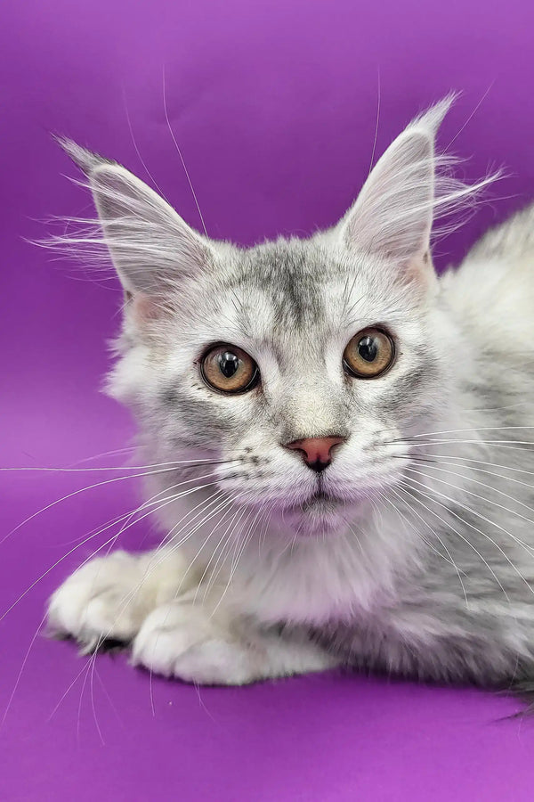 Cute Silver Tabby Maine Coon Kitten named Yoko ready for a new home