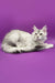 Cute Silver Tabby Maine Coon Kitten named Yoko ready for adoption