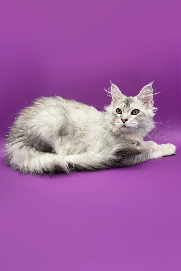 Cute Silver Tabby Maine Coon Kitten named Yoko ready for adoption