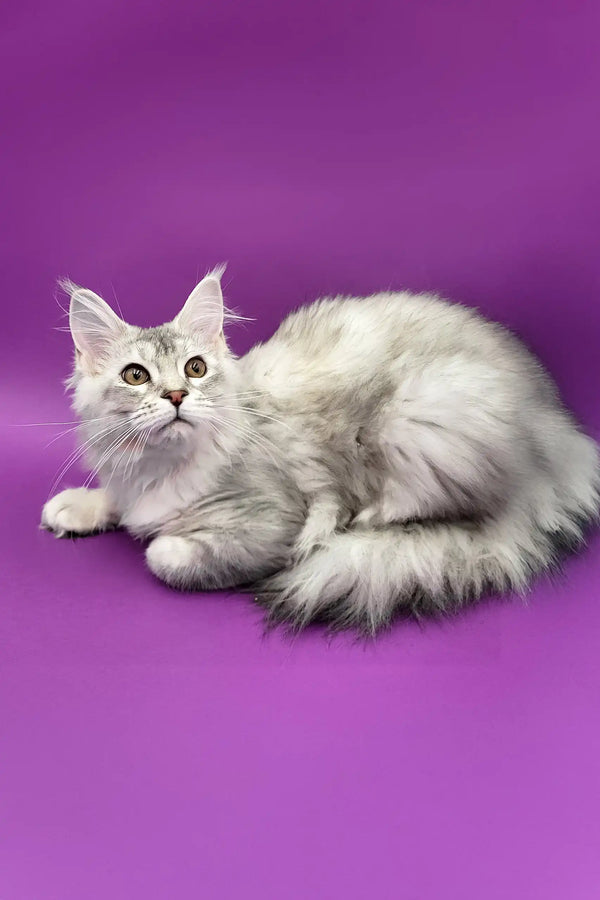 Silver tabby Maine Coon cat named Yoko in adorable kitten pose