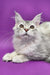 Cute Silver Tabby Maine Coon kitten named Yoko looking playful and adorable