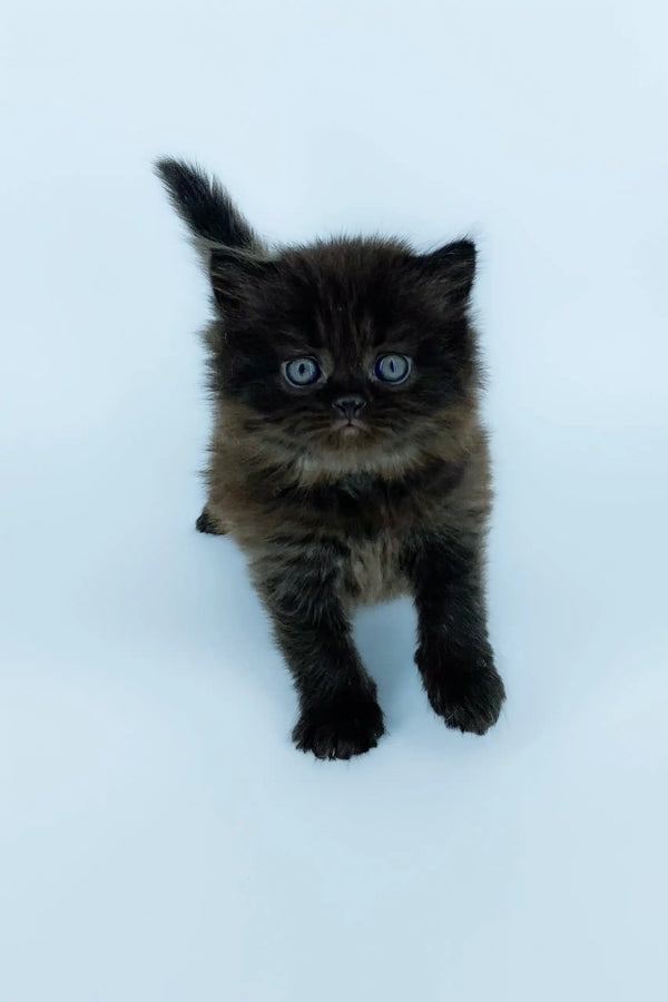 Fluffy black kitten Yoli, a Scottish Straight Longhair, looking adorable and playful