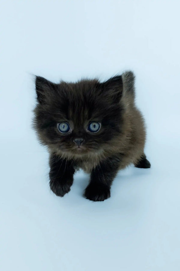 Fluffy black Scottish Straight Longhair kitten with stunning blue eyes, Yoli