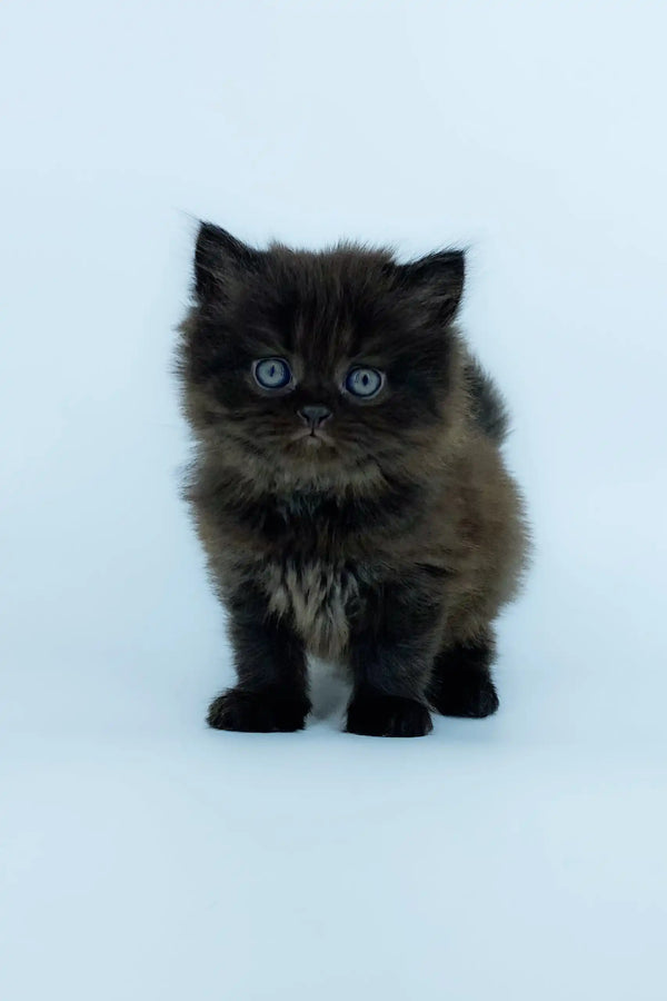 Fluffy black Yoli kitten with big blue eyes, perfect for cuddles and love