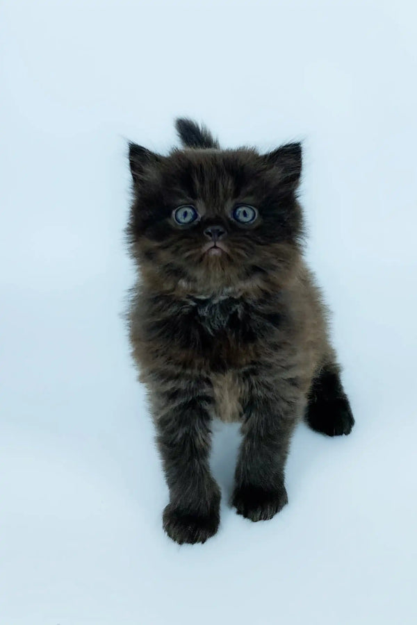 Fluffy black Yoli kitten with wide eyes ready for cuddles and fun
