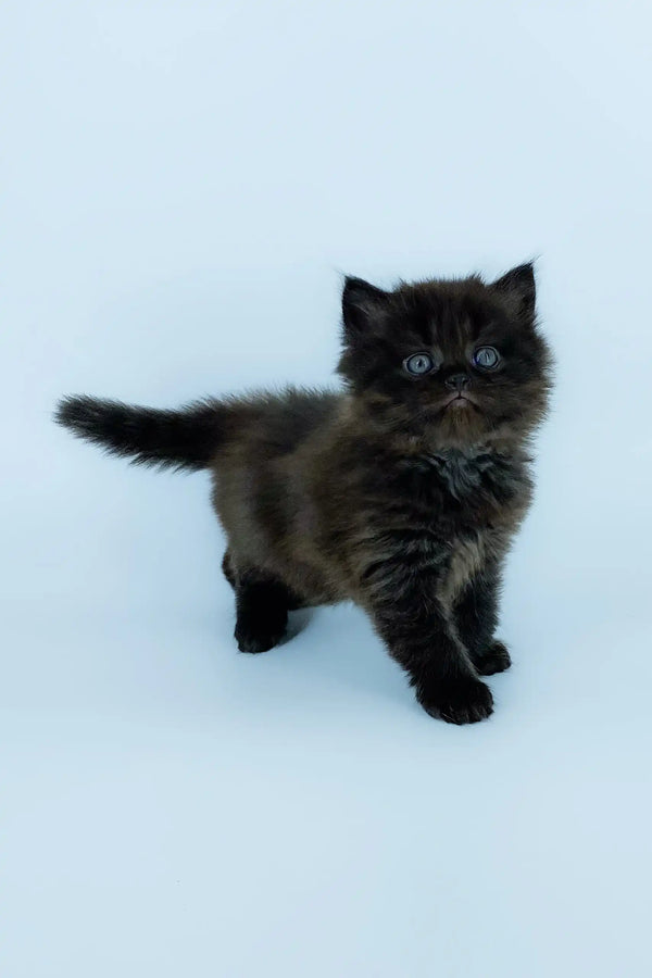 Fluffy black kitten Yoli from the Scottish Straight Longhair breed looking adorable