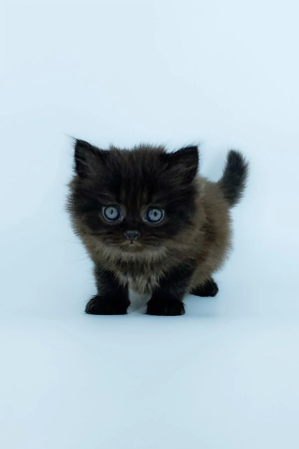 Fluffy black kitten with blue eyes from Yoli Scottish Straight Longhair collection