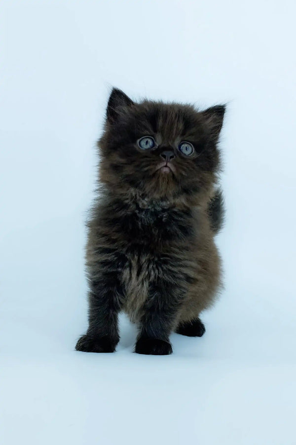 Fluffy black Persian kitten playing with Yoli Scottish Straight Longhair Kitten toy