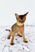 Abyssinian kitten with a yellow collar standing alertly for Yolk