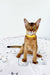 Abyssinian kitten in a stylish yellow collar from Yolk collection