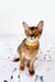 Abyssinian kitten with golden eyes and a yellow collar named Yolk