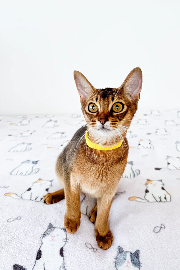 Abyssinian kitten with golden eyes and a yellow collar named Yolk