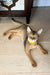 Abyssinian kitten with a yellow collar lounging on a cozy wooden floor