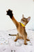 Abyssinian Kitten named Yolk playfully raising paw in a cute yellow collar