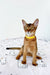 Abyssinian kitten wearing a cute yellow collar from Yolk