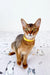 Abyssinian kitten with golden eyes and yellow collar in Yolk product