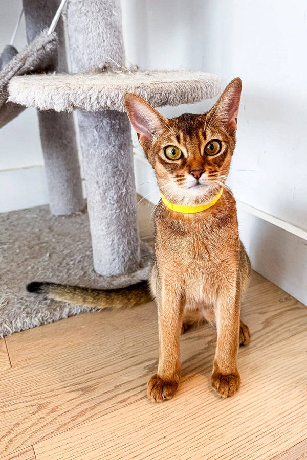 Abyssinian kitten in a bright yellow collar showcasing style and cuteness