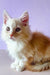 Fluffy white and ginger Maine Coon kitten with big eyes, perfect for your family