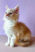 Fluffy orange and white Maine Coon kitten with alert ears and bright eyes