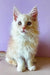 White fluffy Maine Coon kitten with bright eyes and pointed ears, super adorable!