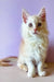 White fluffy Maine Coon kitten with alert eyes and perky ears, super cute and playful