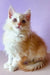 Fluffy white and orange Maine Coon kitten with bright eyes, perfect for cat lovers