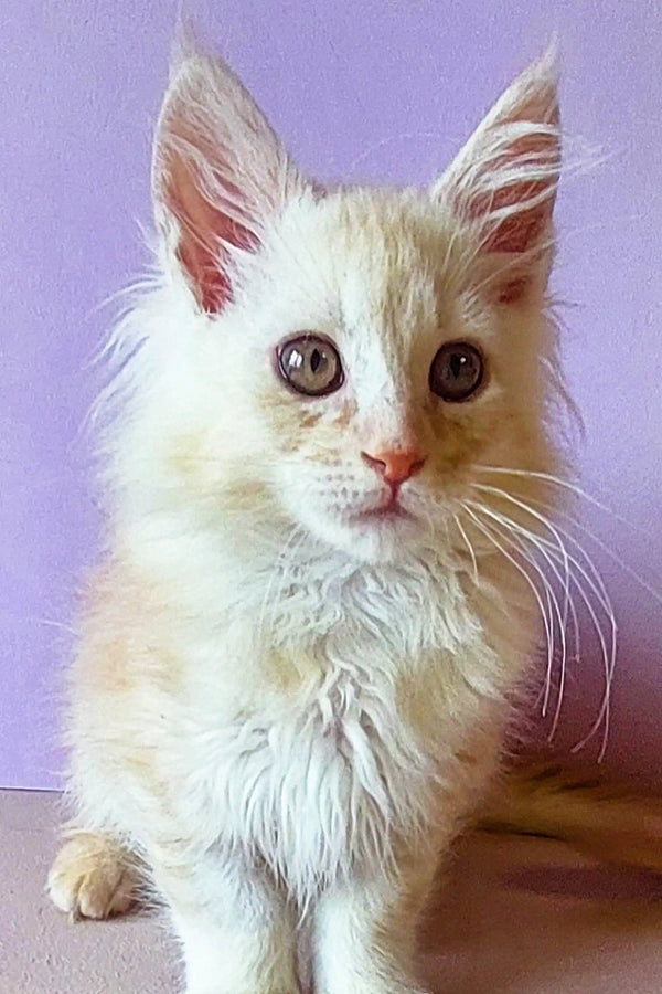 White fluffy Maine Coon kitten with bright eyes and cute pink-tinged ears