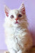 Adorable White Fluffy Maine Coon Kitten with Wide Eyes and Pink Nose