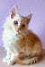 Fluffy white and ginger Maine Coon kitten with bright eyes, perfect for your home