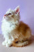 Fluffy white and ginger Maine Coon kitten sitting upright, looking adorable